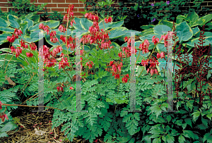 Picture of Dicentra formosa 'Luxuriant'