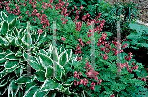 Picture of Dicentra formosa 'Luxuriant'