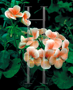 Picture of Pelargonium x hortorum 