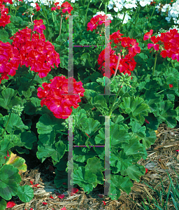 Picture of Pelargonium x hortorum 'Picasso'