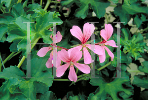 Picture of Pelargonium peltatum 