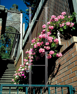 Picture of Pelargonium peltatum 