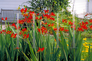 Picture of Crocosmia x crocosmiiflora 'Lucifer'