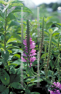 Picture of Physostegia virginiana 