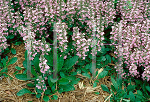 Picture of Ajuga reptans 'Rosea'