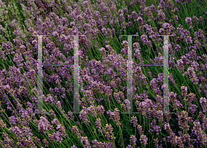 Picture of Lavandula angustifolia 