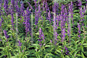 Picture of Salvia farinacea 'Victoria Blue'