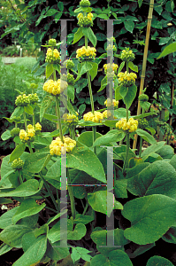 Picture of Phlomis russeliana 