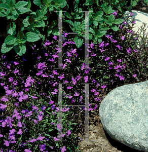 Picture of Lobelia erinus 