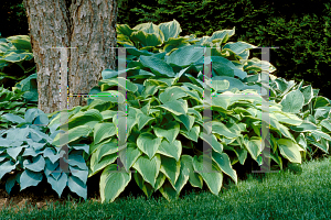 Picture of Hosta  