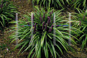 Picture of Liriope muscari 'John Burch'