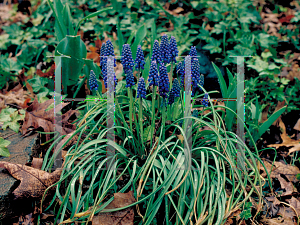 Picture of Muscari armeniacum 