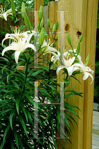 Picture of Lilium  'Roma'