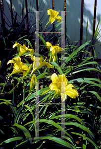 Picture of Hemerocallis  'Erin Prairie'