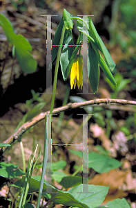 Picture of Uvularia grandiflora 