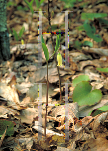 Picture of Uvularia sessilifolia 