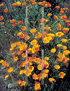 Picture of Eschscholzia californica 