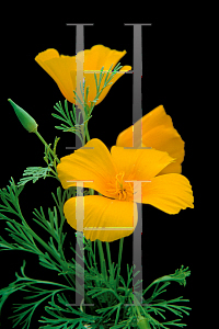 Picture of Eschscholzia californica 