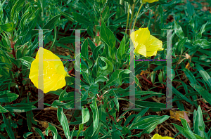 Picture of Oenothera macrocarpa 