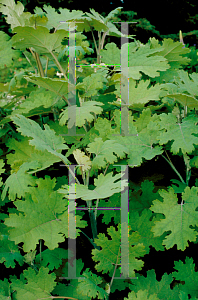 Picture of Macleaya cordata 