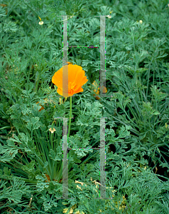 Picture of Eschscholzia californica 