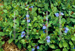 Picture of Ceratostigma plumbaginoides 