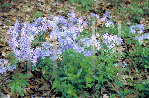 Picture of Phlox divaricata 