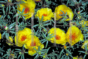 Picture of Portulaca grandiflora 'Sundial Yellow'