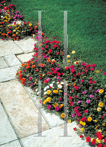 Picture of Portulaca grandiflora 