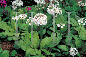 Picture of Primula japonica 