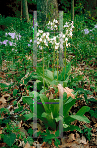 Picture of Dodecatheon meadia 