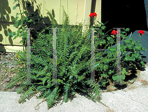 Picture of Polystichum acrostichoides 