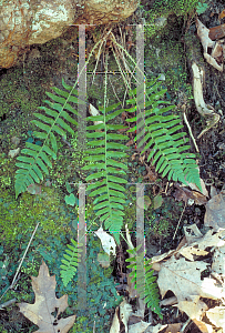 Picture of Polystichum acrostichoides 