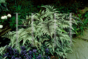 Picture of Athyrium nipponicum 'Pictum'