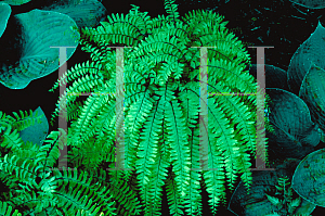 Picture of Adiantum pedatum 