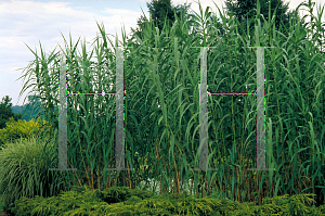 Picture of Arundo donax 