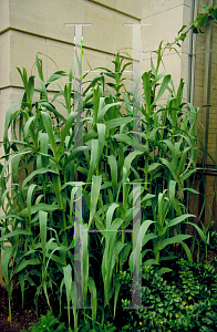 Picture of Arundo donax 