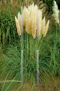 Picture of Cortaderia selloana 'Pumila'