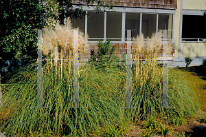 Picture of Cortaderia selloana 