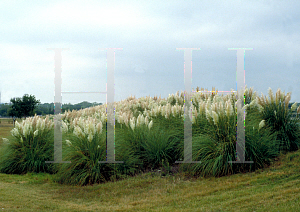 Picture of Cortaderia selloana 