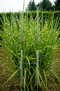 Picture of Miscanthus sinensis 'Strictus'