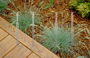 Picture of Festuca glauca 