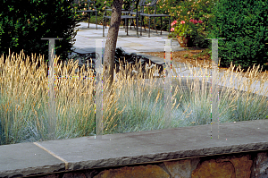 Picture of Festuca glauca 