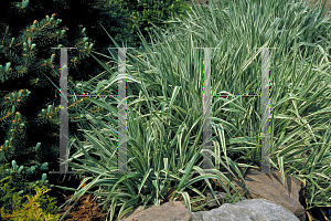 Picture of Phalaris arundinacea 'Picta'