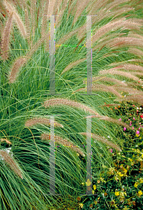 Picture of Pennisetum setaceum 