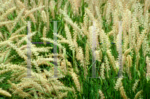 Picture of Pennisetum orientale 