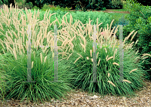 Picture of Pennisetum orientale 