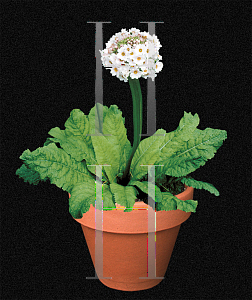 Picture of Primula japonica 