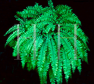 Picture of Adiantum pedatum 