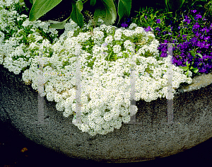 Picture of Lobularia maritima 